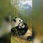 Aishwarya Lekshmi Instagram - I would rather fight with You than laugh with anyone else ... Happy Friendship Day.. #friends #hero #hugs #panda #iwantatightbearhug