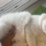 Madhavi Latha Instagram - Its cuties time #catlover #pets