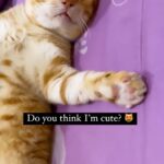 Sadha Instagram - Cherry needs validation! 😀 #rescuecat #adoptdontshop #catlover #animallover #instagood #reelsinstagram #catsofinstagram #instacats #reelitfeelit #cute