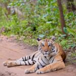 Sadha Instagram - Wait for that Eye Contact in the End! ☺️ P.S. There’s no better song to suit my current state of life! New found love! 😅🙈 Shot on #NikonCamera #NikonZ6II #ZSeries @nikonindiaofficial @nikonasia #pench #love #baras #khursapar #wildlife #wildlifephotography #reelsvideo #reelsinstagram #reelsindia #reelitfeelit #tiger #bigcats #animallover #sadaasgreenlife #sadaa #Nikon #NikonIndia #NikonIndiaOfficial #NikonVideography #NikonPhotography #NikonAsia #nikonexperts #internationaltigerday