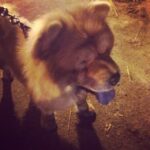 Sanchana Natarajan Instagram – His name is puppy 😍😄 and he makes me wanna eat him😳🙈#canthandlethecutness #chowchow
