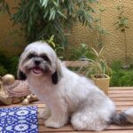 Suhasini Maniratnam Instagram - Look at my அழகி Ponni after a nice bath.