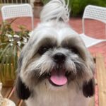 Suhasini Maniratnam Instagram - Look at my அழகி Ponni after a nice bath.