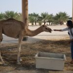 Bhanu Sri Mehra Instagram - Feeding food camel🤗 Shakhura, Jidd Hafs, Bahrain