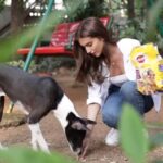 Tara Sutaria Instagram - Stray dogs and puppies mean a lot to me and I try to look after them in every way I can! It takes just 5 minutes of your day and a packet of @pedigree_india to #FeedTheStray and give them the love they deserve! Tag your friends and urge them to do it too! 🤍🐶