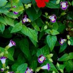 Deepa Thomas Instagram - Flowers need time to bloom . So do you? 🤍 #capturedbydt