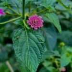 Deepa Thomas Instagram - Flowers need time to bloom . So do you? 🤍 #capturedbydt