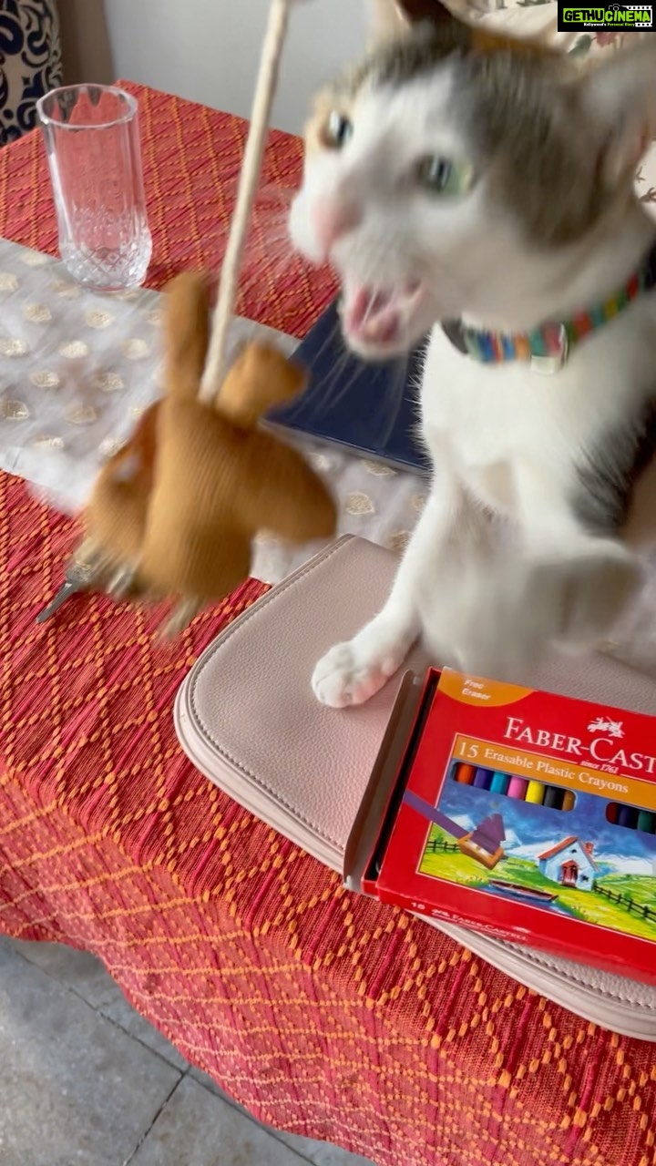 Trader joe's double wide cat scratcher hotsell