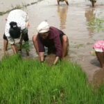 Jackie Shroff Instagram - Creating an environment where crops can grow. 🌾 💚 First harvest of Khara Munga rice and Valay Rice at the farm