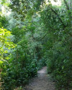 Tina Desai Instagram - For my first hike up a mountain, I chose a Brazilian rainforest. Possibly the best place to start? #tijuca #rainforest #mountainhike #southamerica #firsthike #foreveronvacation