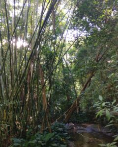 Tina Desai Instagram - For my first hike up a mountain, I chose a Brazilian rainforest. Possibly the best place to start? #tijuca #rainforest #mountainhike #southamerica #firsthike #foreveronvacation