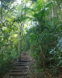 Tina Desai Instagram - For my first hike up a mountain, I chose a Brazilian rainforest. Possibly the best place to start? #tijuca #rainforest #mountainhike #southamerica #firsthike #foreveronvacation