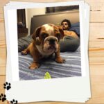 Arjun Kapoor Instagram - A humble appeal to all the pet parents 🙏🏻