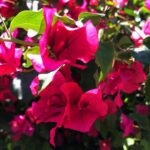 Arushi Sharma Instagram - Flowers grow back, even after they are stepped on. So will you #instagood