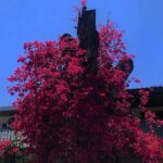 Arushi Sharma Instagram - • हवाये आग भड़काये, फजायें जहर बरसाये, बहारें फिर भी आती हैं, बहारें फिर भी आयेंगी -Kaifi Azmi . . . . #staypositive #stayhopeful #mondaymotivation
