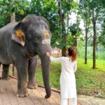 Karishma Sharma Instagram - I felt a deep connection with @srisriravishankar because of the Shiva consciousness and creation and manifestation he talks about, everytime im in distress and searching for an answer watching his interviews has always helped. Finally was fortunate to visit the aashram. The place is soulful and serene: it heals you in a way. The walk around the lake was tranquil and, it being the the animal friendly place it was, I made a new friend. Indrani and I feel we definitely enjoyed our small meet. Thank you @meranivishal for making this happen 🙏