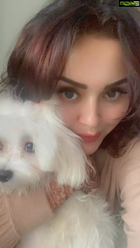 Ragini Nandwani Instagram - My life My world #max #maltese #celebrity #petsofinstagram #cuteness #love #ganpatibappamorya #festival #reelsinstagram #latest #happiness #mumbai #august #birthday #cutereels #bollywood #mollywood #southactress #malyalam #tamil #telugu