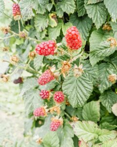 Richa Gangopadhyay Instagram - *BRB, doing Oregon things* 

A perfect, PNW misty-breezy, summer day picking berries 🧺 with friends at Hoffman Farms. I have never tasted strawberries 🍓 so sweet in my life and will never buy them from a store again!

Luca is obsessed with blueberries so needless to say, his tummy was satisfied! 🫐

It's crazy how you get to experience "Oregon life" just minutes outside the city. One moment you're in Portland, the next, you're in vast, rural farmland. There's always so much to do, we wanted to make up, this summer, for the last 2 years of staying cooped up (because of this thing called Covid) and take advantage of all the fun stuff this underrated state has to offer. Luca's soaking it all in and, dad, of course, called it from the very beginning (trust me, it was hard to drag this Michigander away from where she grew up!). 

I've lived in Oregon now for close to 4 years, and though initially I wasn't so sure, I know I'm never leaving 🏞️. 

For our out-of-state friends who still need convincing to come visit us *ahem ahem*, I'm a walking billboard for this place so get over here already!

 

#oregon #pnw #berrypicking #organicberries #hoffmanfarms #oregonlife #oregonsummer #pdxsummer #portland #family #toddler #berryfarm