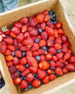 Richa Gangopadhyay Instagram - *BRB, doing Oregon things* 

A perfect, PNW misty-breezy, summer day picking berries 🧺 with friends at Hoffman Farms. I have never tasted strawberries 🍓 so sweet in my life and will never buy them from a store again!

Luca is obsessed with blueberries so needless to say, his tummy was satisfied! 🫐

It's crazy how you get to experience "Oregon life" just minutes outside the city. One moment you're in Portland, the next, you're in vast, rural farmland. There's always so much to do, we wanted to make up, this summer, for the last 2 years of staying cooped up (because of this thing called Covid) and take advantage of all the fun stuff this underrated state has to offer. Luca's soaking it all in and, dad, of course, called it from the very beginning (trust me, it was hard to drag this Michigander away from where she grew up!). 

I've lived in Oregon now for close to 4 years, and though initially I wasn't so sure, I know I'm never leaving 🏞️. 

For our out-of-state friends who still need convincing to come visit us *ahem ahem*, I'm a walking billboard for this place so get over here already!

 

#oregon #pnw #berrypicking #organicberries #hoffmanfarms #oregonlife #oregonsummer #pdxsummer #portland #family #toddler #berryfarm