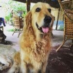 Samara Tijori Instagram - I'd like everyone to take a moment and appreciate the highlights of my trip... Frodo, Junior, Buffy and Leiah ❤