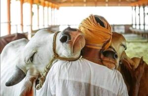 Sunitha Upadrashta Instagram - సంక్రాంతి, కనుమ శుభాకాంక్షలు.. this is the best pic i have seen on the internet..