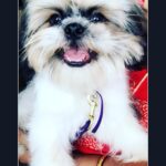 Swathi Deekshith Instagram - After a bath day guess he is ready to play and get dirty again 🤣😍😘 #bujjiwhiskey😍 #bathday #dogshaircut