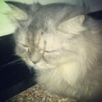 Zareen Khan Instagram - U will always be missed !! Love u so much my baby my SOFTY ♥