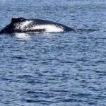 Aashka Goradia Instagram – In search of Orcas 
Took off from Puget Sound – Ports Townsend and landed in Canadian waters near Vancouver island – just then we found the majestic #humpbackwhales 
Not one but several – blessed to see them in such close proximity and multiple gigantic blow outs in fair distance and unforgettable sights of seeing them BREACH ❤️ 🐋 
At one time they snuck up right next to our boat and I – froze. 
Orcas does make me skip a beat and I get to call them my spirit awakening beauties but to see humpbacks was none less than a giant blessing. 

Oceans around the world – I see you. More n More’ 
.
.
.
#whalewatching #humpbacks #whales #humpbacks #shotoniphone #orcas #porttownsend #pugetsound #northwest #vancouverisland #pacificnorthwest #border #waters