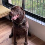 Ankita Bhargava Patel Instagram - Bring Your Son To Office Days Are The Best 🐶🐕‍🦺🐾❤️😍