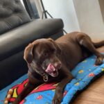 Ankita Bhargava Patel Instagram - Bring Your Son To Office Days Are The Best 🐶🐕‍🦺🐾❤️😍