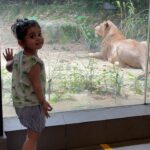 Ankita Bhargava Patel Instagram - A day at the Singapore Zoo ! ➡️Book the tickets on the official Mandai Reserve website cos they give you a multi park deal and flexible dates too. ➡️Download the park map online before hand and prioritise the animals you wish to see before hand and focus only on those, Because one gets very tired within the first 2-2.5hrs in the heat with a toddler anyways. ➡️They have designated tram stops.Make sure you use their tram service to avoid excessive walking. ➡️Just get off the stops closest to the animals you wish to see and walk only a lil distance instead. ➡️There is too much to see thus be prepared for a long and tiring day whole day ➡️Make sure the child is well fed and well rested ➡️Water and Fav Snacks shoud be handy all the time ➡️Napkins for yourself cos yes you will be sweating lots in the heat. ➡️Dont miss the amazing fresh coconut water at the eatery over there. ➡️The pram/stroller and sunblock lotion is a must. ➡️There is a small Aviary and Butterfly enclosure there which is quite fascinating for lil ones. ➡️I skipped the Dinosaur valley cos I wanted to focus on the real animals first and do this bit only of we had the energy later. ➡️Only do as much as you can enjoy with a toddler. ➡️There shudnt be a rush to FINISH THE ENTIRE PARK ONLY COS YOU HAVE BOUGHT THE TICKETS. ➡️If u wanna feed the rhinos u will have to book online before hand. ➡️Breakfast with the Orangutangs is shut due to the pandemic. ➡️The elephants reserve is under renovation thus they arnt available for viewing too. P.S The souvenir shop at the exit is super awesome ! They have the cutest things ever! #singapore #singaporezoo #rabbdimehr #karankitamehr #travel