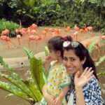 Ankita Bhargava Patel Instagram - Hi from Singapore 🇸🇬 I dont have much time on hand on this particular holiday to keep u guys posted with lots of stories! But I promise that once Im back I will share my experience and fun things to do with a toddler in Singapore ! Until then leaving U all with this beautiful sight ! Mehr loves Flamingos 🦩🦩🦩🦩🦩🦩🦩🦩🦩 Jurong Bird Park