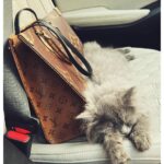 Reem Shaikh Instagram - My baby….🤍 Romeo 🐾