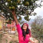 Shenaz Treasurywala Instagram - If you could pick money, good friends, amazing health or a passionate love from a tree which one would you pick? Right now I’m happy picking apples 🍏 off @meenabaghhomes orchid 🌳 thanks Sanjay for a lovely time and for taking these great pictures, hope to be back soon!!! I’m enjoying all my home stays in Himachal ❤️🙏🏾 making good friends - I think that’s my pick. #standwithtravel @standwithtravel