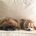 Sukirti Kandpal Instagram - Heavens gains are my loss. 🌸. I know you two will always be around . 🐶