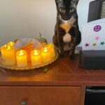 Sukirti Kandpal Instagram - 👩🏻‍🦱🐈🌸🪔