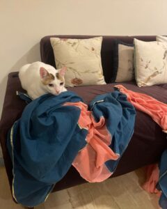 Sukirti Kandpal Instagram - 👩🏻‍🦱🐈🌸🪔
