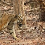 Sumona Chakravarti Instagram - Tadoba National Park - Part I Maa’s bday gift - 🐅 safari. Also my first 🐅 spotting. 😁 A big thank you to @himanshubagde_wildlife & his team at @tadobajunglecamp_ for such a wonderful stay & safari experience! . 1- Maa beti 😉 2,3,4- Tiger Balaram 5- Sambar Deer 6- Indian Gaur/ Bison 7- Sloth Bear 8,9- Langur monkey 10- Barking deer My first tryst with wildlife photography with a zoom lens 😬 #wildlifephotography #wildlife #indianwildlife #tadobanationalpark #tadobaandharitigerreserve @mytadoba #natgeowild #tigerreserve #tigersafari #tigersofindia #incredibleindia #exploreindia Tadoba-Andhari Tiger Reserve