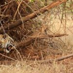 Sumona Chakravarti Instagram - Tadoba National Park - Part I Maa’s bday gift - 🐅 safari. Also my first 🐅 spotting. 😁 A big thank you to @himanshubagde_wildlife & his team at @tadobajunglecamp_ for such a wonderful stay & safari experience! . 1- Maa beti 😉 2,3,4- Tiger Balaram 5- Sambar Deer 6- Indian Gaur/ Bison 7- Sloth Bear 8,9- Langur monkey 10- Barking deer My first tryst with wildlife photography with a zoom lens 😬 #wildlifephotography #wildlife #indianwildlife #tadobanationalpark #tadobaandharitigerreserve @mytadoba #natgeowild #tigerreserve #tigersafari #tigersofindia #incredibleindia #exploreindia Tadoba-Andhari Tiger Reserve
