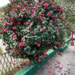 Sumona Chakravarti Instagram - S P R I N G 🌸 Kolkata-Sunderban-Darjeeling #appleiphone #shotoniphone #indianlandscape