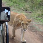 Sumona Chakravarti Instagram - TAKE ME BACK to the wild please! 🦁 🦒 🐆 🐘 . . #throwback #safari #wildlife #safarivacation #kenyansafari #tazamaafricaholidays
