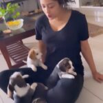 Apsara Rani Instagram - Meeting @princeharry18_ and Kiwi’s kids for the first time🐶🐾 . . . #beaglepuppies #harrythebeagle #apsara #apsararani