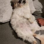 Archana Suseelan Instagram - Most pampered dog #petlovers#pet#familymember