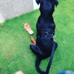 Chahatt Khanna Instagram - You took my soul away with you Azu .. can never be the same after today . #rip my baby .. ill meet you on the other side soon.. #azlanmerijaan