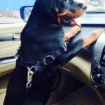 Chahatt Khanna Instagram - You took my soul away with you Azu .. can never be the same after today . #rip my baby .. ill meet you on the other side soon.. #azlanmerijaan