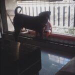 Chahatt Khanna Instagram - You took my soul away with you Azu .. can never be the same after today . #rip my baby .. ill meet you on the other side soon.. #azlanmerijaan
