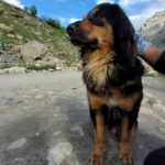 Ira Khan Instagram - Dogs of Himachal🐕 . . . #dog #doggo #travel #himachal #photography #dogseries Himachal Pradesh