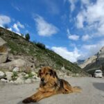 Ira Khan Instagram - Dogs of Himachal🐕 . . . #dog #doggo #travel #himachal #photography #dogseries Himachal Pradesh