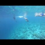 Minissha Lamba Instagram - Under the Sea.. couldn't help but think of my favourite #Disney film while growing up.. #thelittlemermaid of course her lung capacity was waaaaaay better than mine #snorkelling #ocean #travel #t