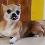 Oviya Instagram - My bundle of joy 🐶